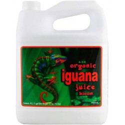 Iguana juice organic bloom