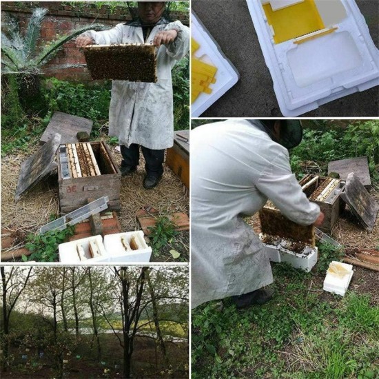 XIAOWANG Hive Case, Harvest Bee Hive Harvest Hive Pollination Beating King Box for Queen Breeding Tool Beekeeping Equipment Foam Bee