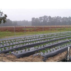 The Berry Company 4ft x 2400ft x 1.25mil Black Embossed Plastic Mulch