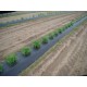 4ft x 4000ft x 1.00mil Black Embossed Plastic Mulch