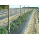 4ft x 4000ft x 1.00mil Black Embossed Plastic Mulch