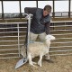 Premier Deck Chair for Sheep