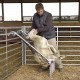 Premier Deck Chair for Sheep