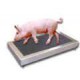 VS-660 Hog Sheep Goat Alpaca Dog Scale 43