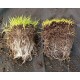 New Look Same Wildroot Organic Mycorrhizae Inoculant Concentrate (16 Species) Explosive Growth and Amazing Yield -The Way Mother Nature Intended! (Powder, 1 lb.)