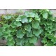 50 Olla Balls for Irrigation - Water Harvesting - Free Shipping